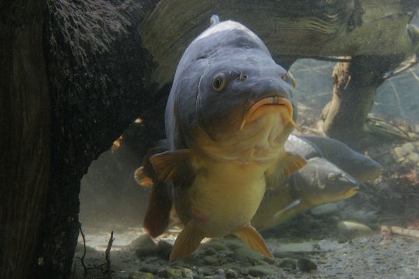 Animais,peixe,animais selvagens,embaixo da agua,aquário,carpa