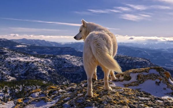 la nature,neige,hiver,faune,la glace,région sauvage