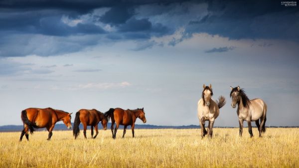 paard,wolk,hemel,gewerveld,ecoregio,People in nature