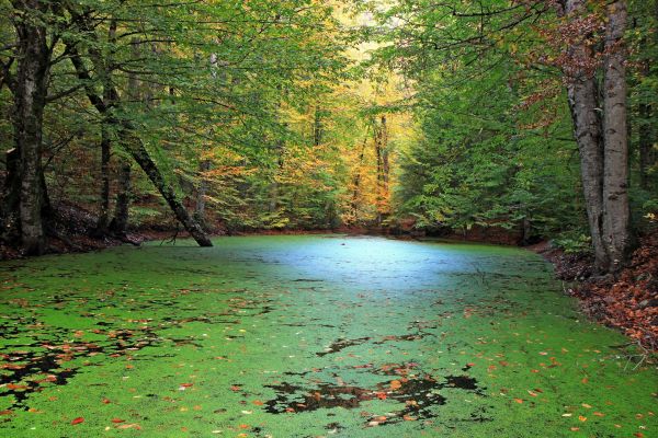 sunlight,forest,nature,reflection,green,river