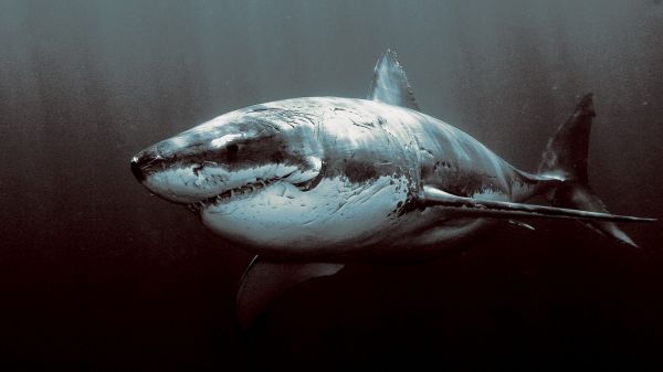 requin, poisson, Grand requin blanc, la biologie, vertébré, 1920x1080 px