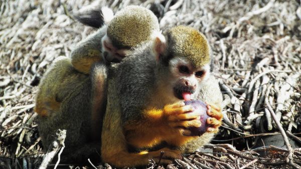 野生動物,モンキー,シミリ,動物相,哺乳類,脊椎動物