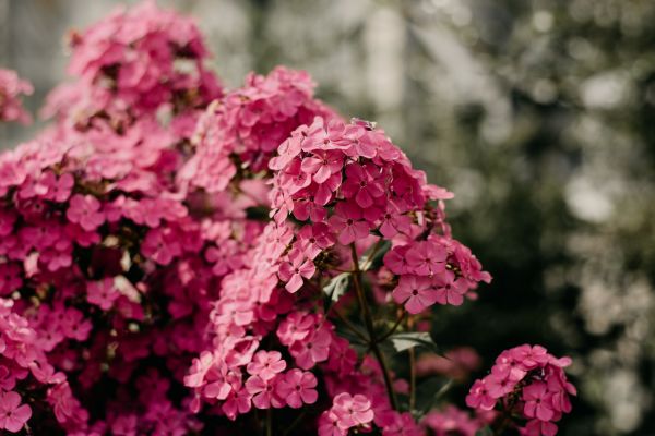 Blume,Pflanze,Blütenblatt,Botanik,Rosa,Baum