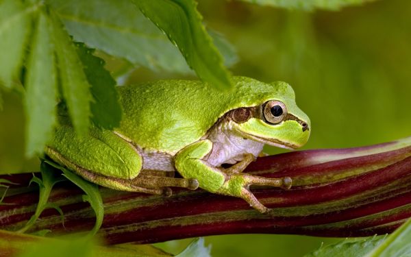 erba,verde,natura,rana,anfibio,fauna