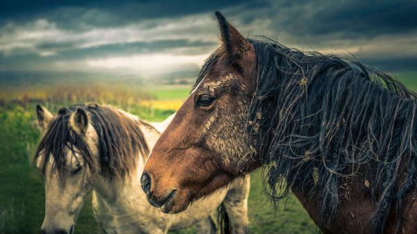 hoofd,paard,hemel,wolk,working animal,natuur