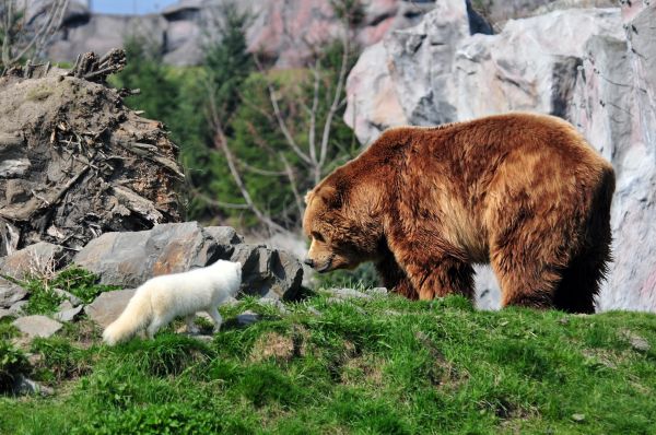 Tierwelt, Bären, Zoo, Grizzlybär, Tiere, Fuchs