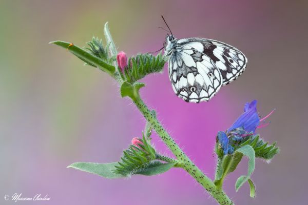 vlinder,insect,mot,macrofotografie,bloem,flora