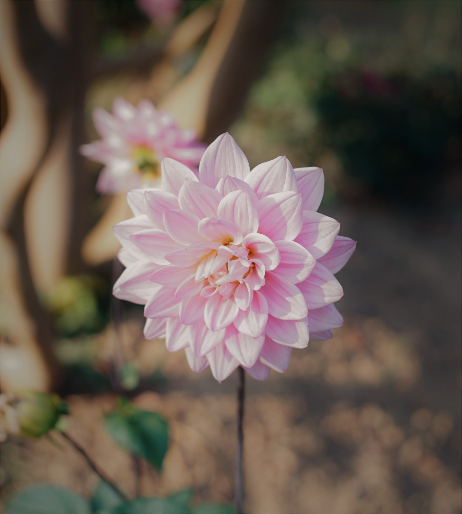 fiore, pianta, petalo, rosa, dalia, famiglia di rosa, pianta fiorita, pianta annuale, avvicinamento, pesca, paesaggio, ordine di rosa, tagliare i fiori, fiorire, cielo, magenta, disegno floreale, fotografia macro, Fiore di campo, floristica, famiglia delle margherite, staminali vegetali, rosa, pianta erbacea, giardino, still life, Pedicel, arbusto