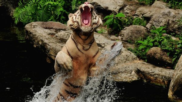 tiger,dyreliv,Zoo,jungle,fauna,mytologi