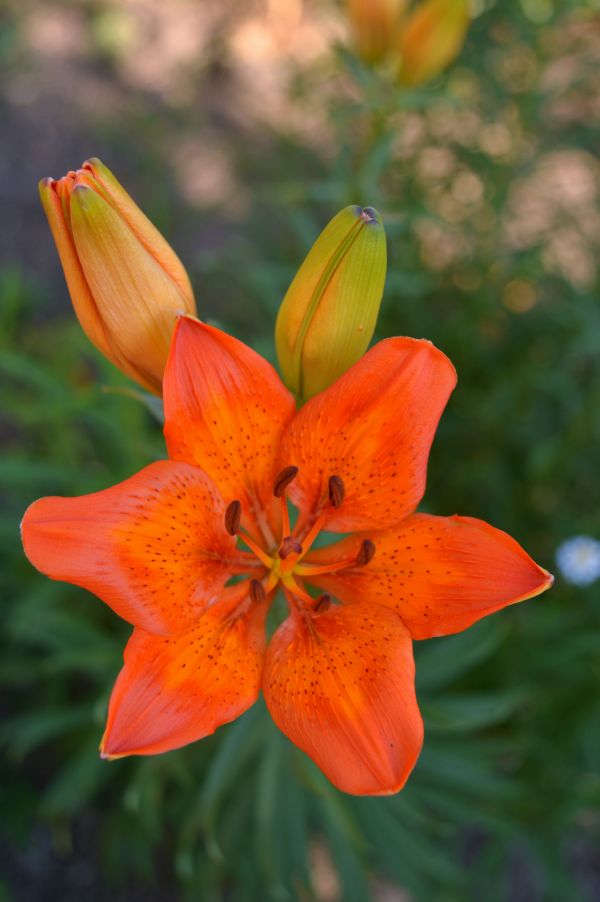 giallo, daylily, gigli, fiore, sfocato, arancia