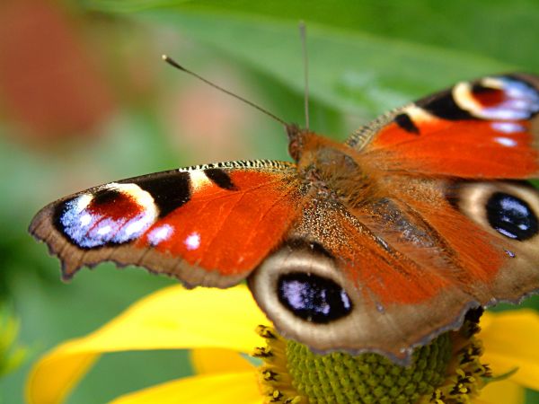 fotografia,motyl,owad,dzikiej przyrody,ćma,kwiat