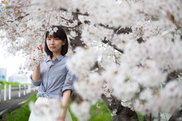 afdeling,asiatisk,cherry blossom,blomst,forår,Riho Yoshioka