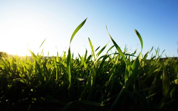 luce del sole,erba,cielo,piante,campo,verde