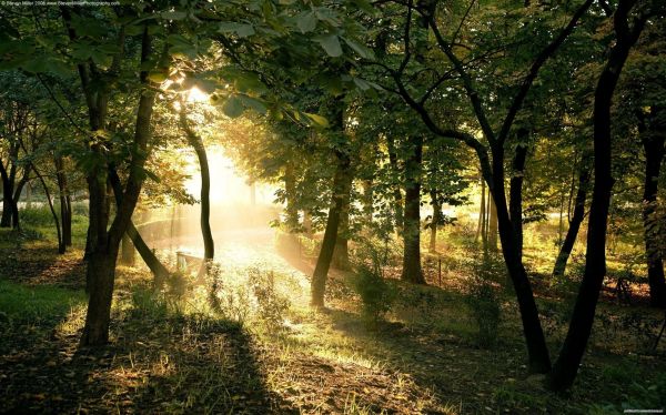 sollys,skog,natur,planter,trær,gren