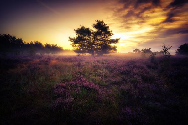 himmel,moln,växt,atmosfär,plant community,ekoregion