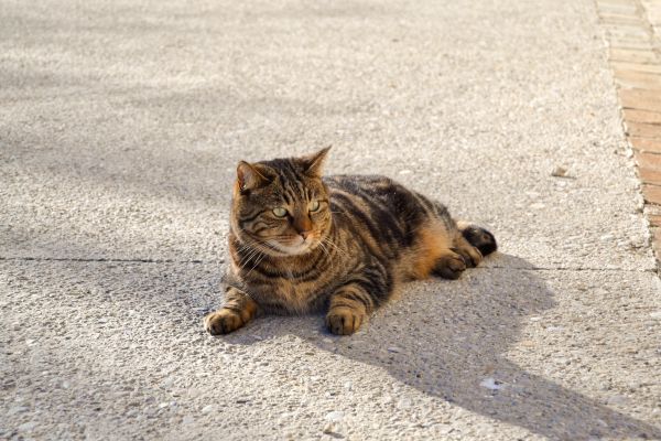 Animais,gatos