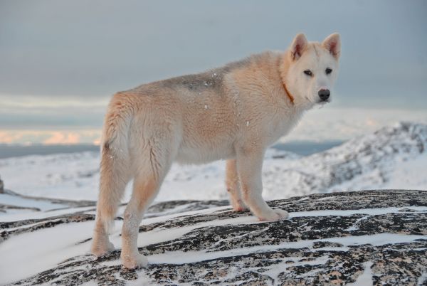 Yeşil köpeği,köpek,kar