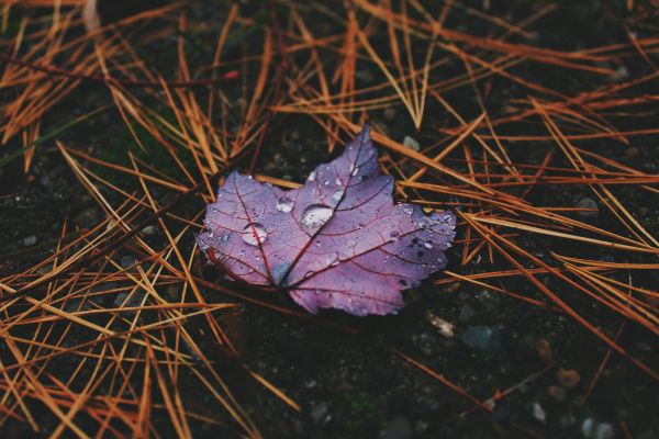 solljus,natur,reflexion,fotografi,gren,träd