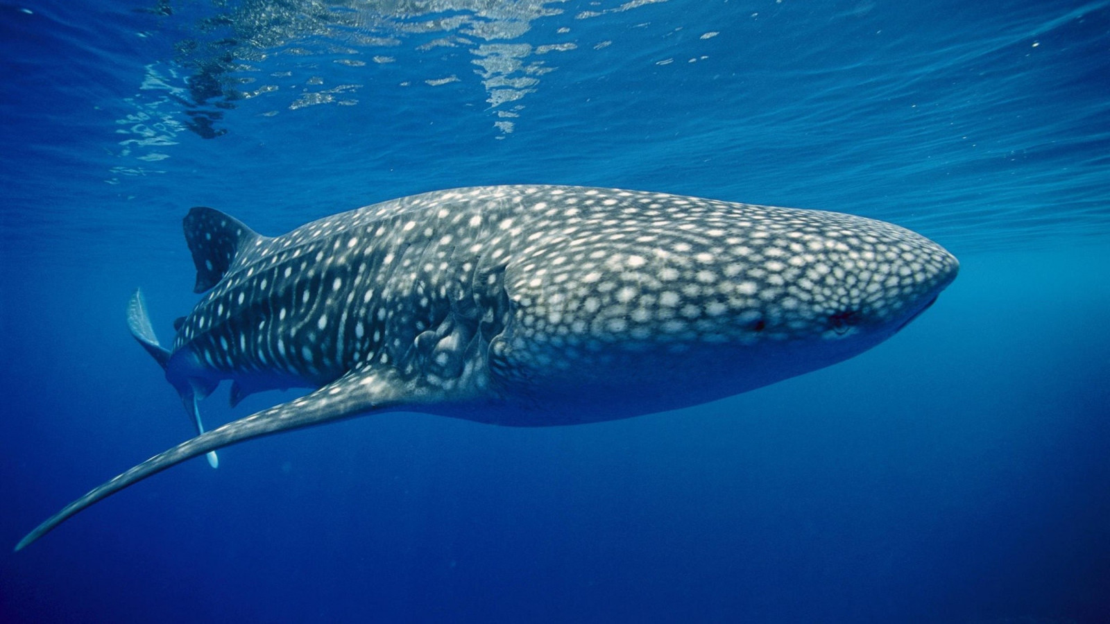 mer, la nature, poisson, sous-marin, récif de corail, Grand requin blanc, requin baleine, la biologie, océan, récif, biologie marine, mammifère marin, Poisson de mer profonde, Requiem Requin, requin tigre