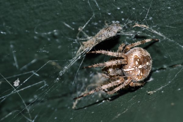 spin,Arachnid,materiaal,fauna,macrofotografie,ongewerveld