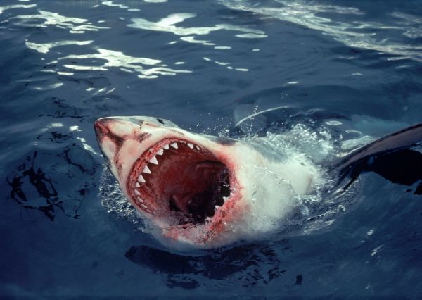 mer,requin,poisson,Grand requin blanc,la biologie,vertébré