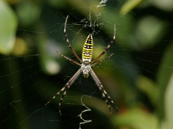 dieren,natuur,fotografie,groen,spin,Arachnid