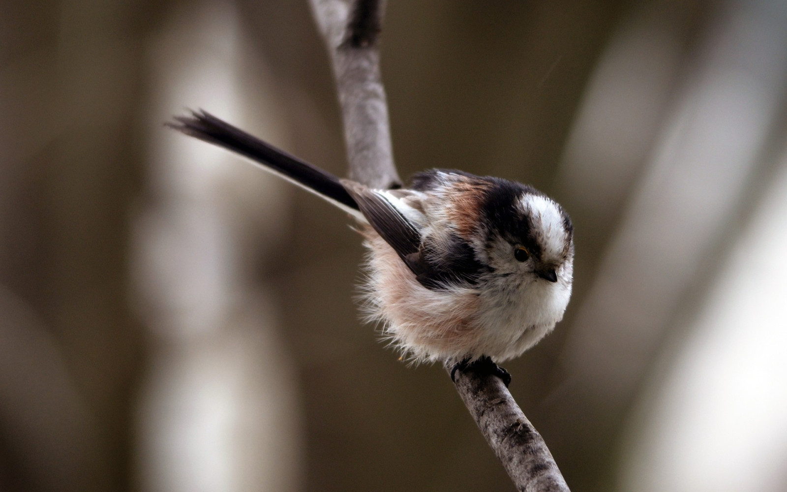 cabang, margasatwa, paruh, burung gereja, chickadee, burung, fauna, bertengger burung, bertulang belakang, merapatkan, fotografi makro, tebal, wren, rumah burung pipit