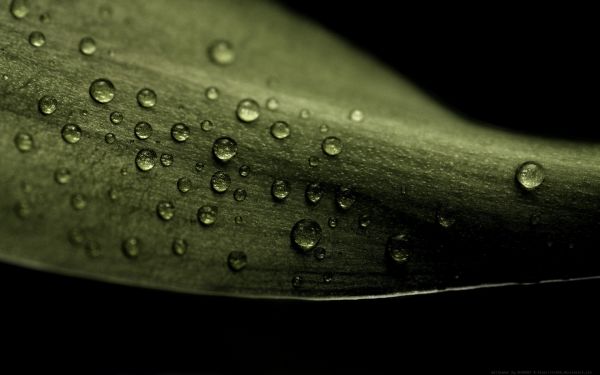 Monochrome,la photographie,gouttes d'eau,Macro,vert,cercle