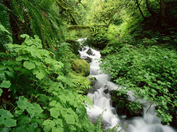 la nature,écorce d'arbre