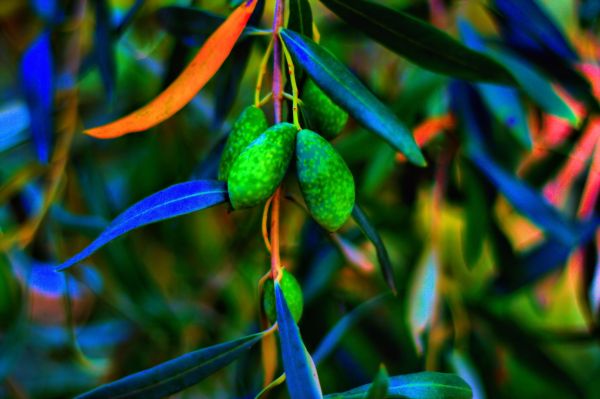 sunlight, trees, nature, branch, green, blue