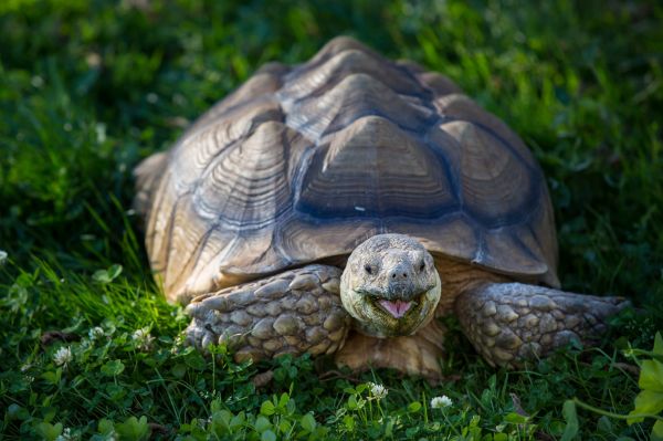 natură,animale sălbatice,broasca testoasa,Testoasa,Grădină zoologică,coajă