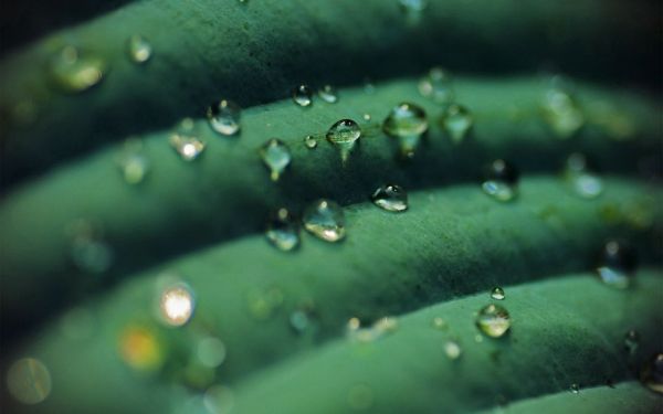 eau,la nature,la photographie,Macro,vert,rosée