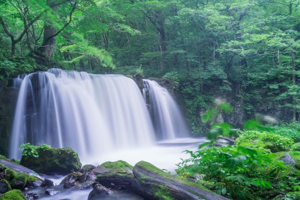 landscape,forest,waterfall,water,nature,grass