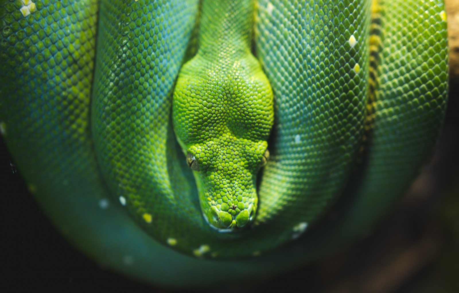 nature, snake, green, yellow, wildlife, mamba, biology, leaf, reptile, fauna, vertebrate, close up, macro photography, scaled reptile, elapidae