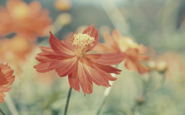 blomster,makro