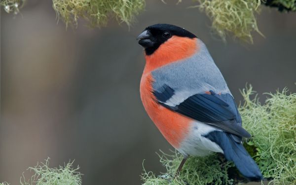 natuur, tak, dieren in het wild, bek, kleur, vlaamse gaai