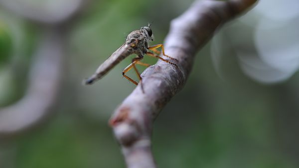 性质,摄影,宏,科,绿色,昆虫