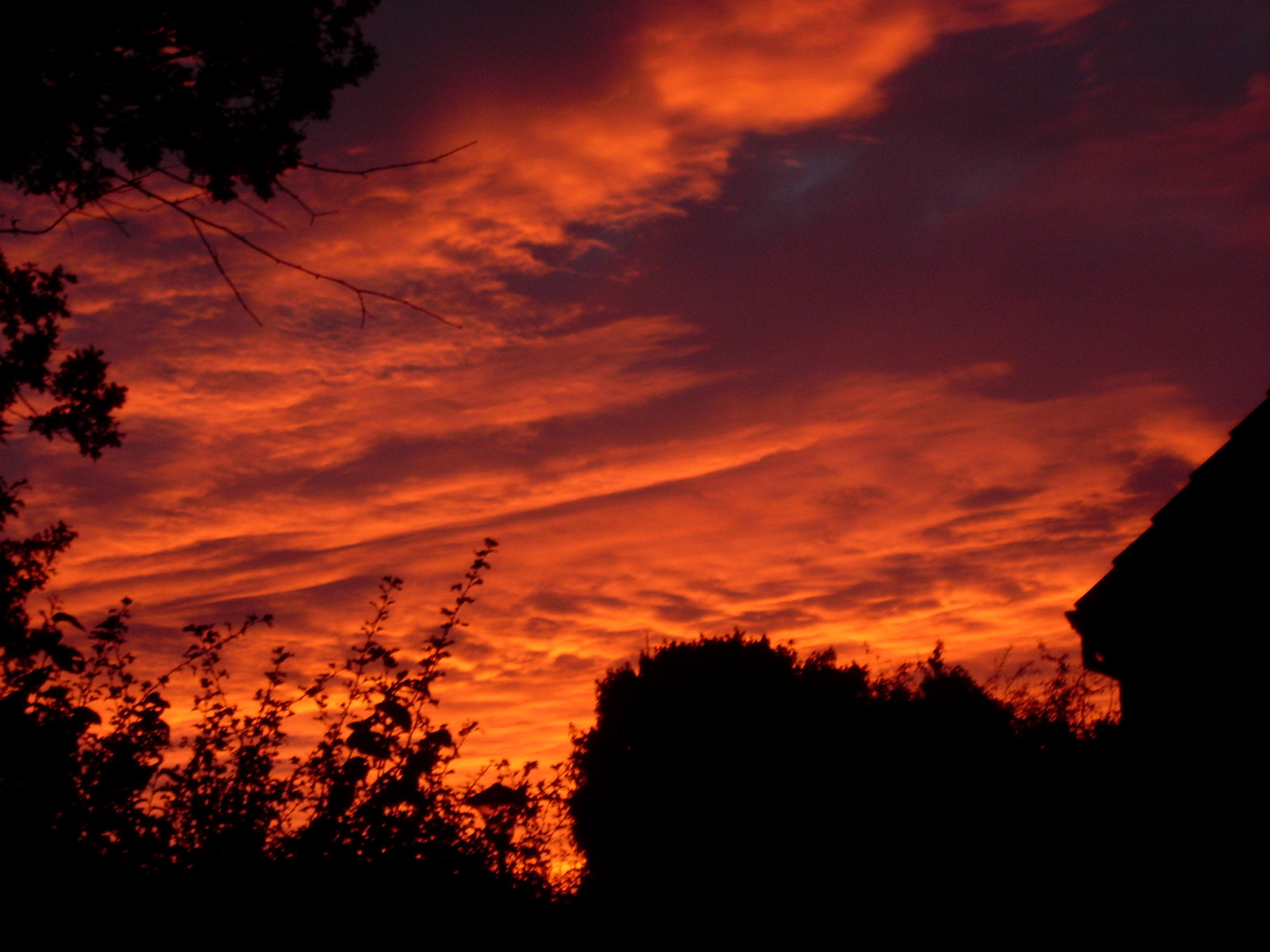 cloud, sky, atmosphere, amber, plant, afterglow, orange, Natural landscape, tree, sunlight, red sky at morning, dusk, sunset, atmospheric phenomenon, heat, cumulus, sunrise, twig, horizon, rural area, astronomical object, landscape, Sun, Tints and shades, geological phenomenon, calm, wood, darkness, backlighting, dawn, event, celestial event, meteorological phenomenon, evening, night, forest, wildlife, silhouette, grass, overhead power line