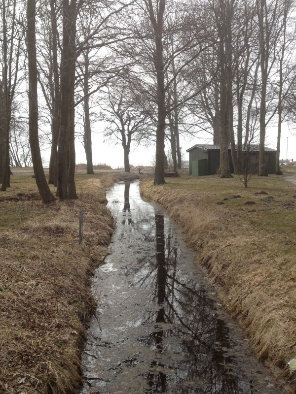 skog,kust,våtmarks,träd,dimma,spår