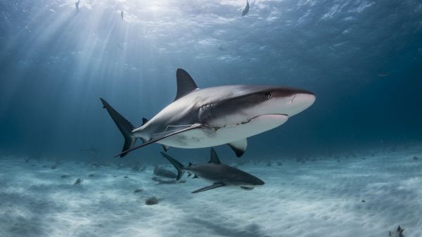 agua,Requiem Shark,Lamniformes,Lamnídeos,Tubarão,líquido