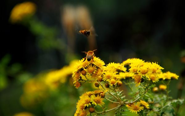 światło słoneczne,kwiaty,Natura,fotografia,gałąź,Makro