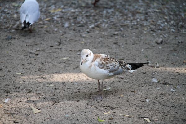 dieren in het wild,bek,dier,vogel,meeuw,zeevogel