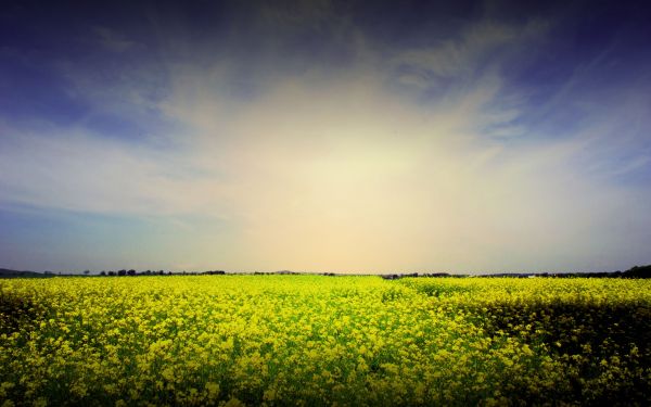 luz de sol, paisaje, comida, puesta de sol, naturaleza, césped