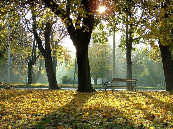 zonlicht,landschap,Bos,tuin-,natuur,tak