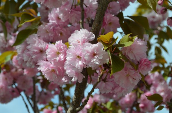 eten, bloemen, tak, de lente, kersenbloesem, bloesem