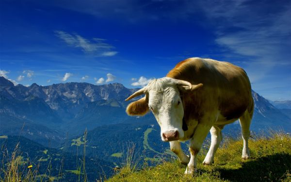 Tiere, Natur, Gras, Himmel, Landschaft, Berge