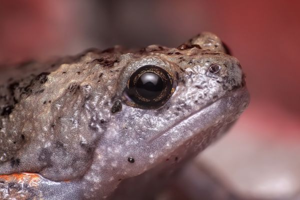 ogen,dieren in het wild,kikker,amfibie,pad,fauna