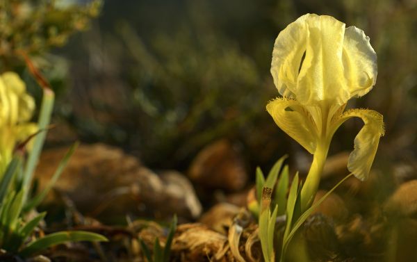 slunečnímu záření, květiny, Příroda, tráva, rostliny, makro