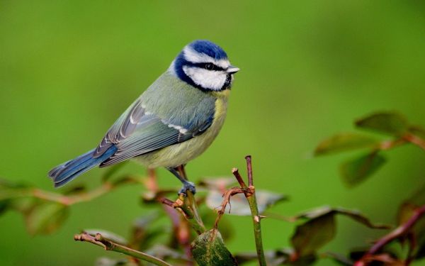 fåglar, djur, natur, gren, vilda djur och växter, näbb