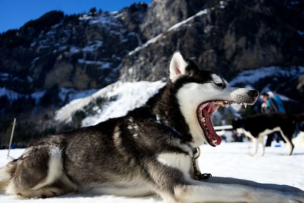 la neve, inverno, veicolo, cane, Husky siberiano, fauci